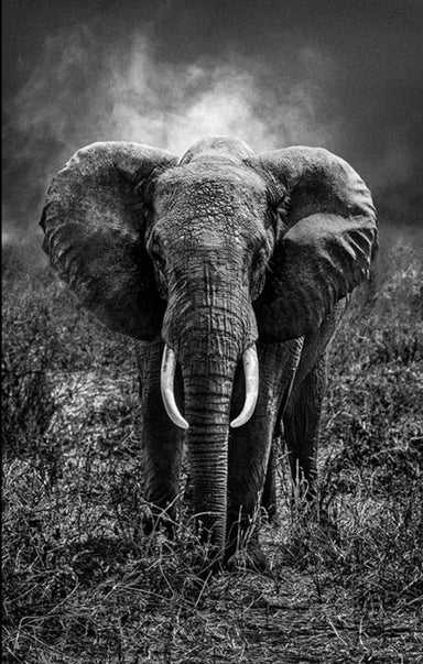 Serge Anton Elephant Photograph Printed on Canvas 39.5" x 59" - Homebody Denver