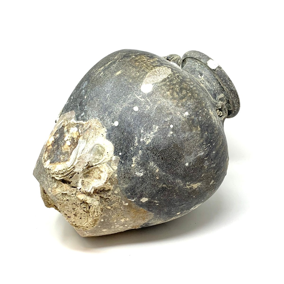 Thai Jars with Mussels 17th century - Homebody Denver