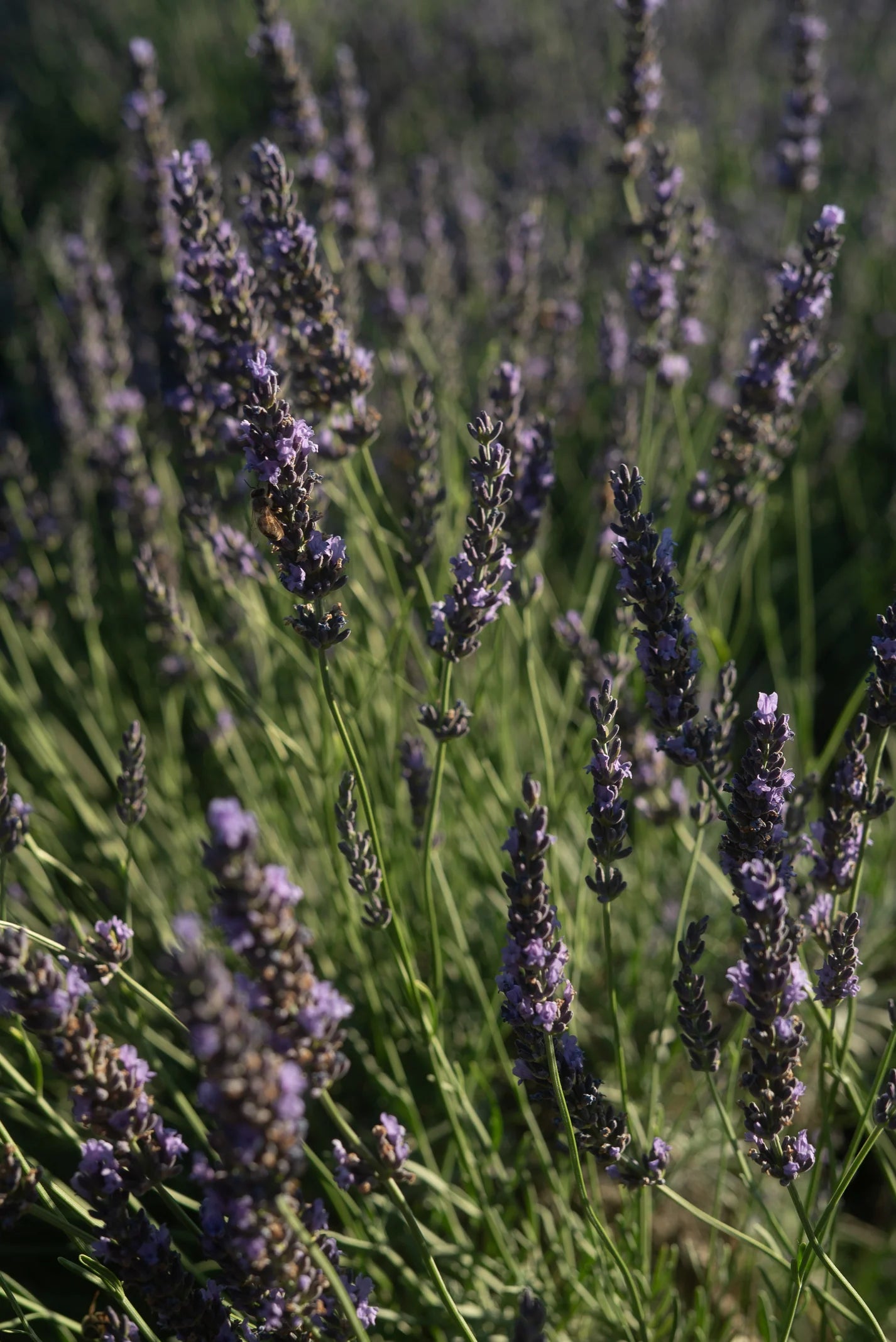 Lavender Water 3.4 fl. oz.