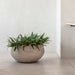 Atlantis Organic Low Oval Ceramic Flower Pot 24"dia. - Homebody Denver