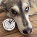 Dog Healing Salve - Homebody Denver