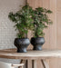 Pot Opium Large - Homebody Denver