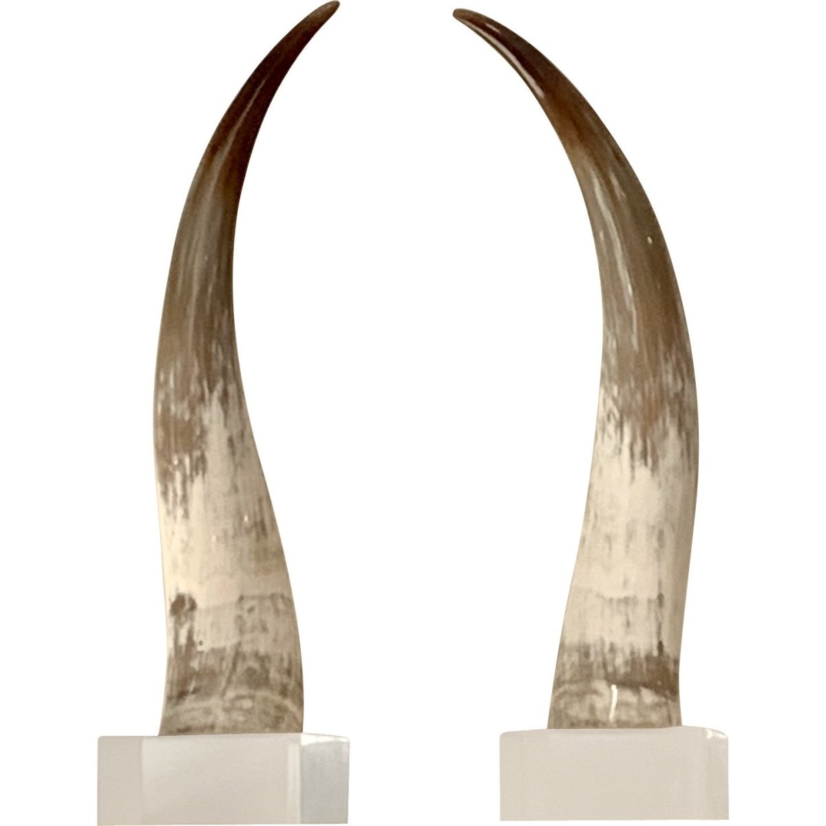 Set of Two Medium Brown/White Horns - Homebody Denver